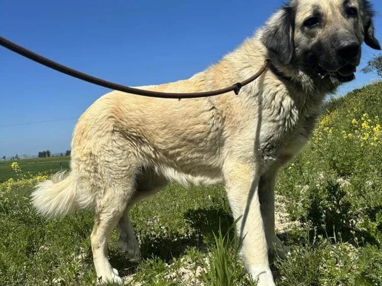 Ntina, female 3yo Kangal for adoption at Simba Animal Aid Cyprus