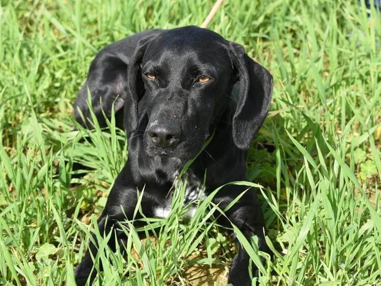 Mouzoura (Meira), female young Pointer for adoption at Simba Animal Aid Cyprus