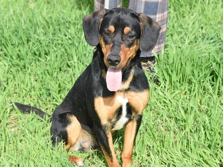 Antony, male young mixed breed for adoption at Simba Animal Aid Cyprus