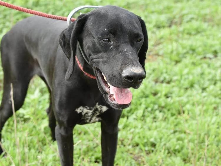 Nancy, female 5yo Pointer for adoption at Simba Animal Aid Cyprus