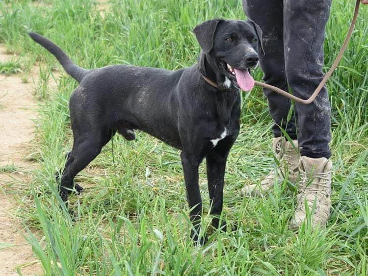 Bari, male young mixed breed for adoption at Simba Animal Aid Cyprus