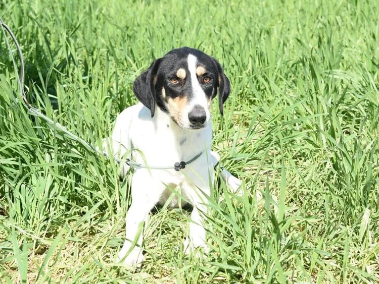 Bonnie, female young Pointer for adoption at Simba Animal Aid Cyprus