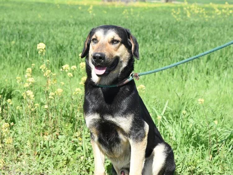 Koullis, male young mixed breed for adoption at Simba Animal Aid Cyprus