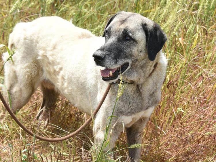 Conan, male senior Kangal for adoption at Simba Animal Aid Cyprus