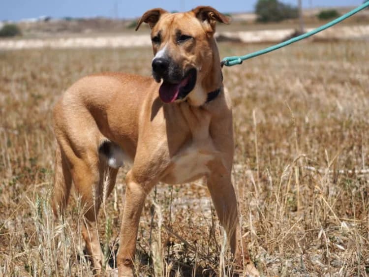 Batu, male puppy mixed breed for adoption at Simba Animal Aid Cyprus