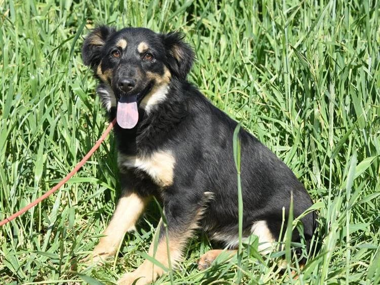 Rona, female young mixed breed for adoption at Simba Animal Aid Cyprus
