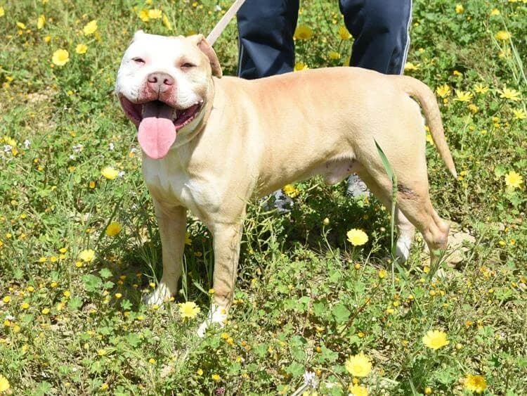 Pit, male 3yo American Staffordshire Terrier for adoption at Simba Animal Aid Cyprus