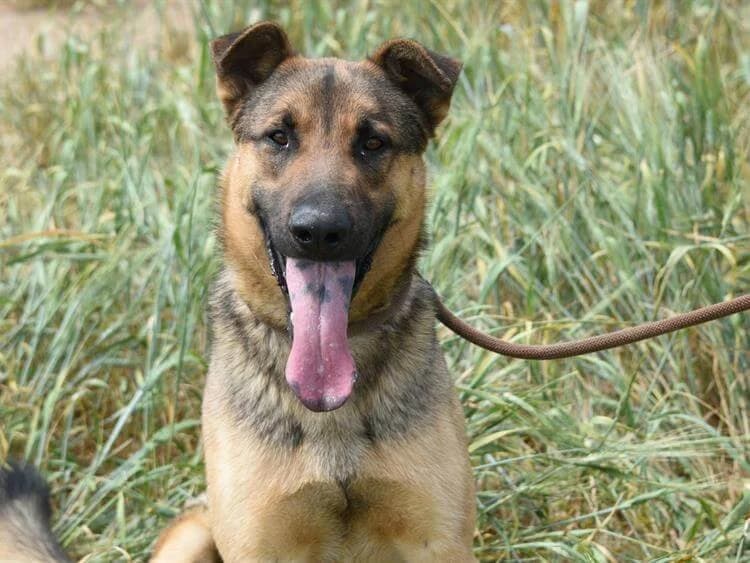 Goofy, male young mixed breed for adoption at Simba Animal Aid Cyprus