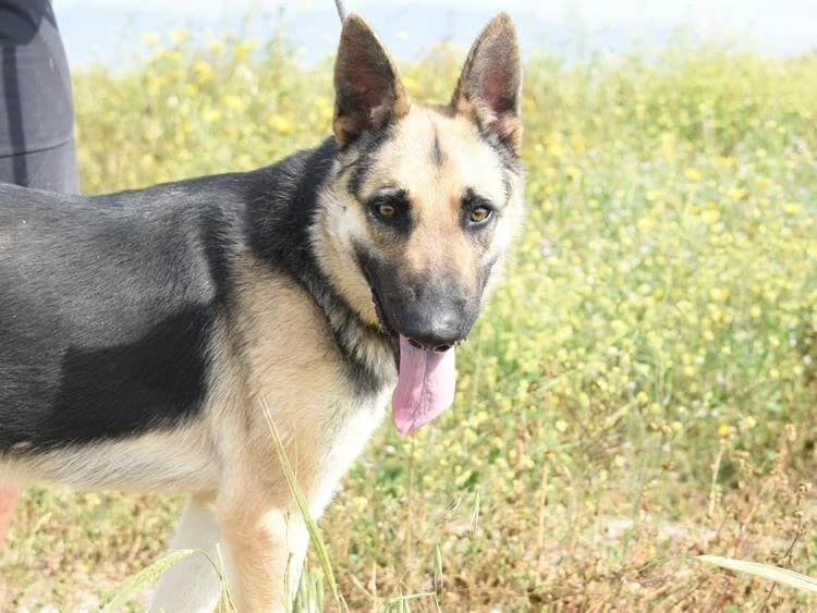 Reneta, female young mixed breed for adoption at Simba Animal Aid Cyprus