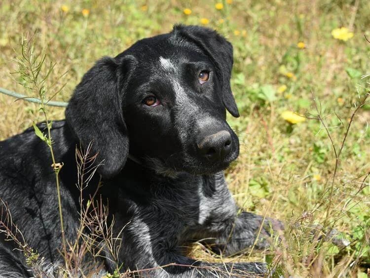 Rhonda, female young mixed breed for adoption at Simba Animal Aid Cyprus
