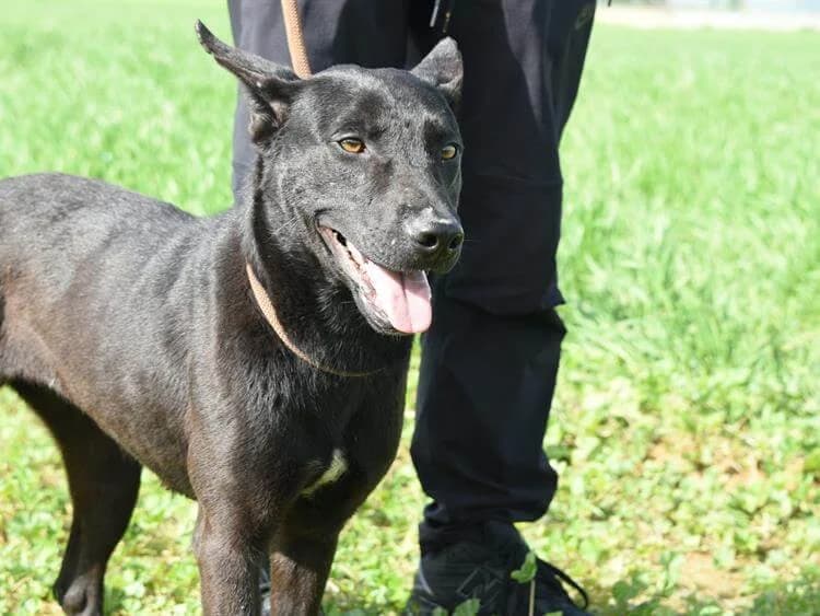 Indie, female 3yo mixed breed for adoption at Simba Animal Aid Cyprus