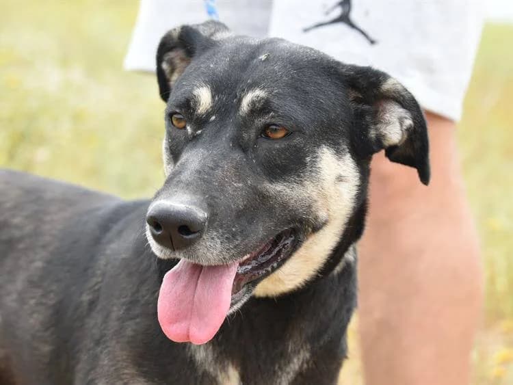 Cesar/Cece, female young mixed breed for adoption at Simba Animal Aid Cyprus