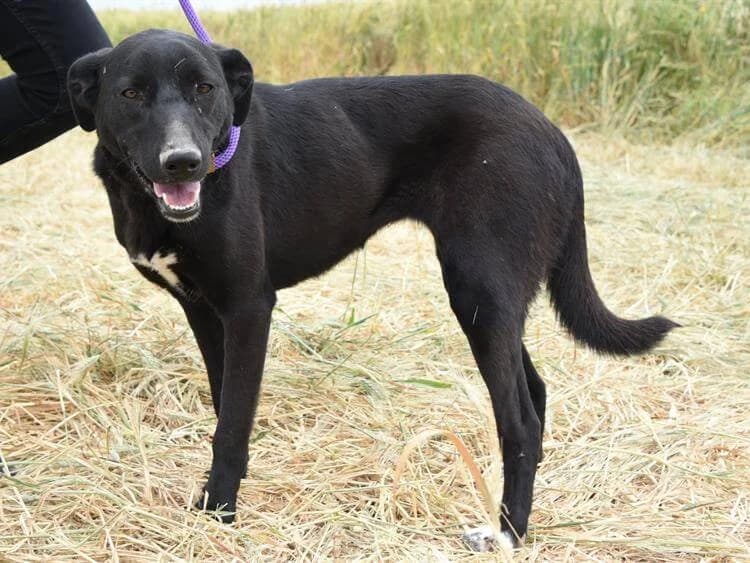 Nieves/Sadie, female young mixed breed for adoption at Simba Animal Aid Cyprus