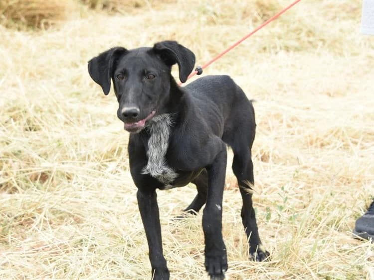 Peter/Monty, male puppy mixed breed for adoption at Simba Animal Aid Cyprus