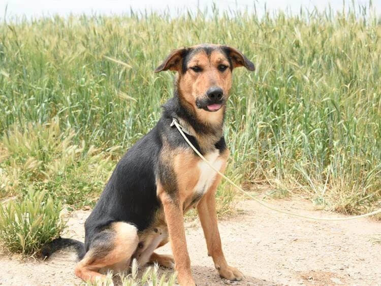 Dida, female young mixed breed for adoption at Simba Animal Aid Cyprus