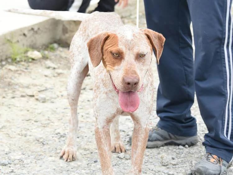 Brock, male young Pointer for adoption at Simba Animal Aid Cyprus