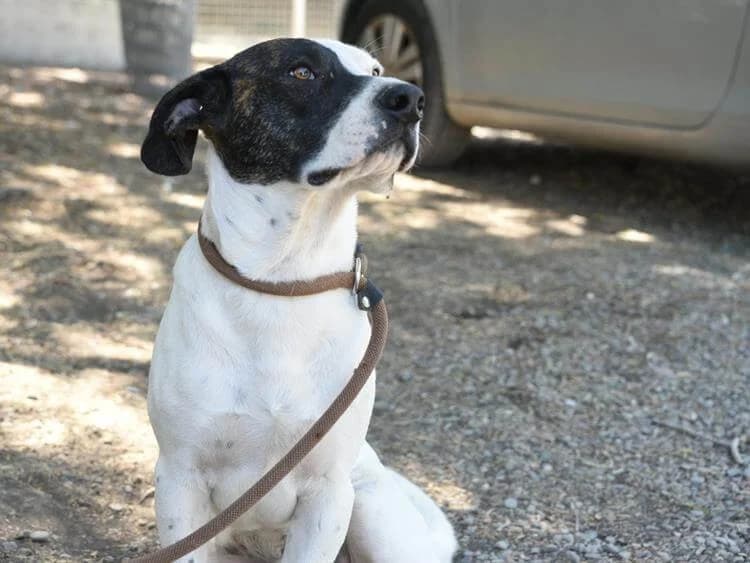 Nadal, male puppy Mixed Breed for adoption at Simba Animal Aid Cyprus