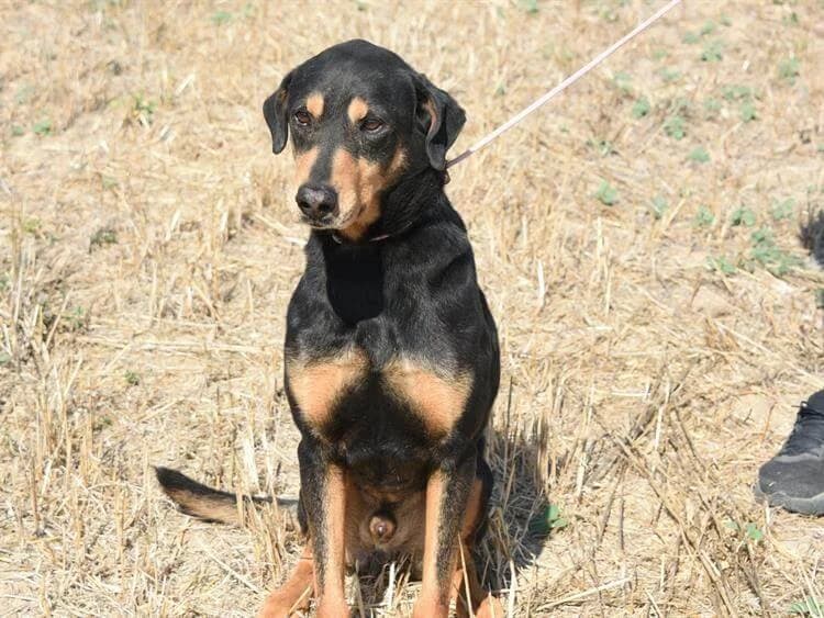 Chrisp, male young mixed breed for adoption at Simba Animal Aid Cyprus