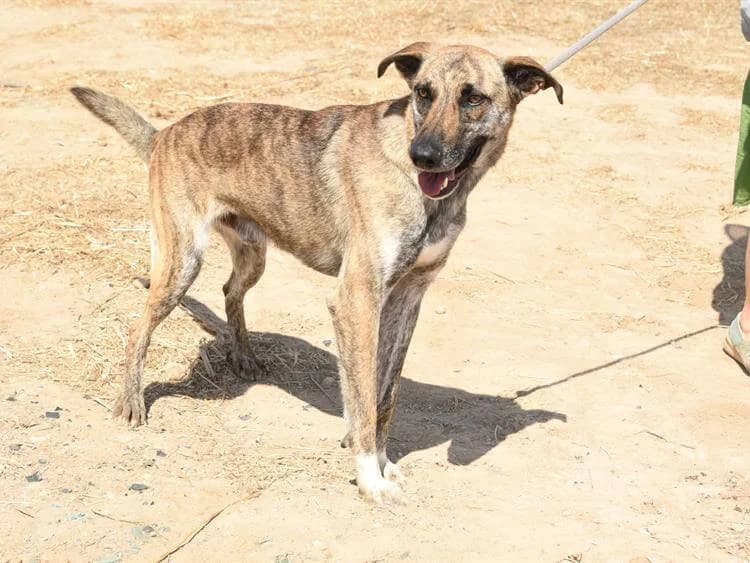 Aslan, male young mixed breed for adoption at Simba Animal Aid Cyprus
