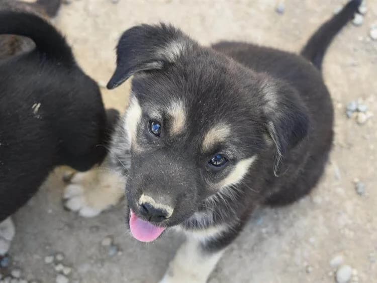 Ariel/Lady, female puppy mixed breed for adoption at Simba Animal Aid Cyprus