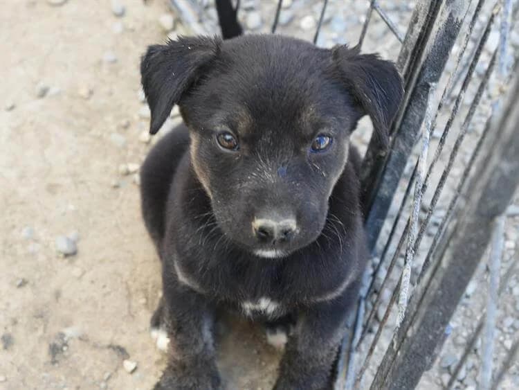 Pauline, female puppy mixed breed for adoption at Simba Animal Aid Cyprus