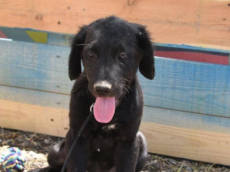 Chandler/Goku, male puppy Labrador Retriever for adoption at Simba Animal Aid Cyprus