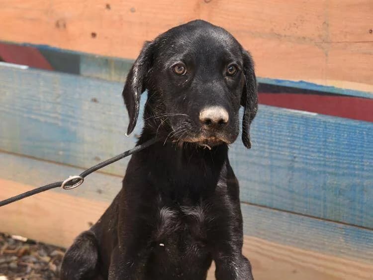 Joey, male puppy Labrador Retriever for adoption at Simba Animal Aid Cyprus
