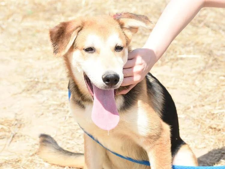 Nugget, male young mixed breed for adoption at Simba Animal Aid Cyprus