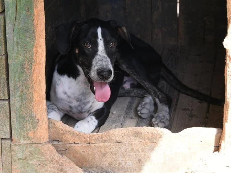 Godfrey, male puppy mixed breed for adoption at Simba Animal Aid Cyprus