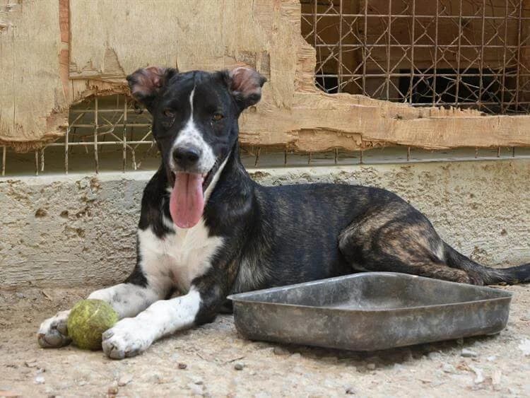 Gilly, female puppy mixed breed for adoption at Simba Animal Aid Cyprus