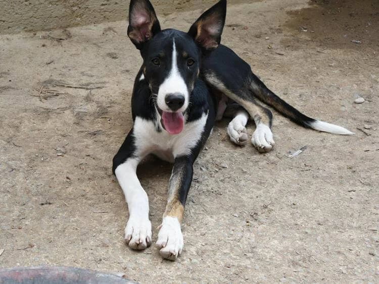 Grant, male puppy mixed breed for adoption at Simba Animal Aid Cyprus