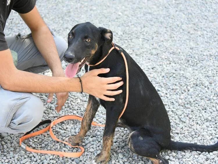 Grace, female puppy mixed breed for adoption at Simba Animal Aid Cyprus