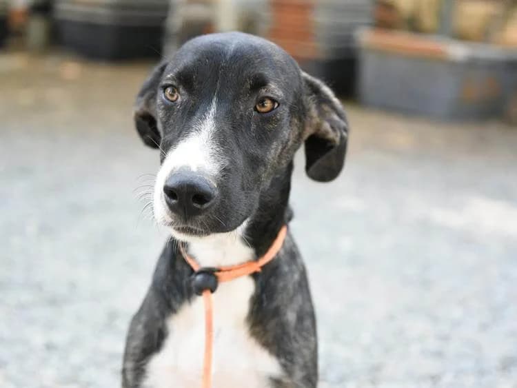 Gaia/Gaya, female puppy mixed breed for adoption at Simba Animal Aid Cyprus