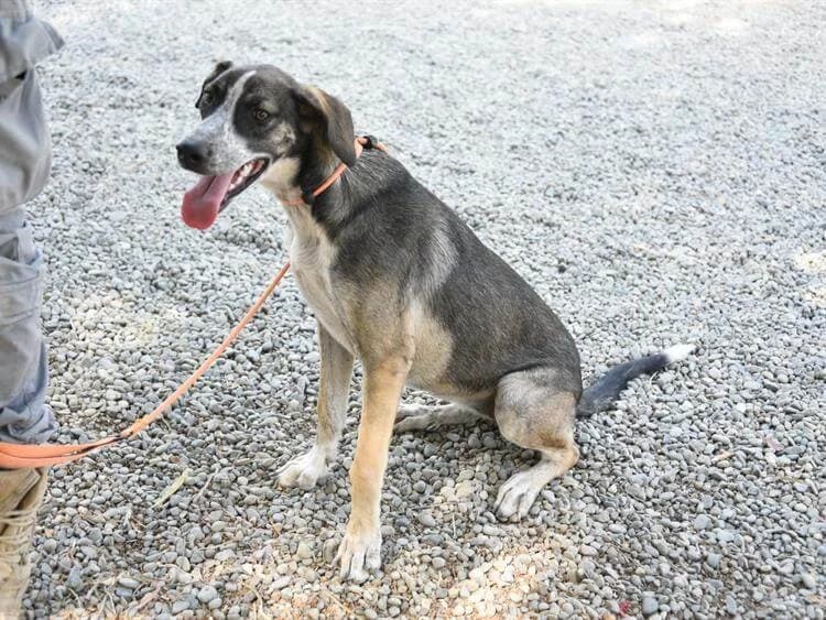 Gina, female puppy mixed breed for adoption at Simba Animal Aid Cyprus