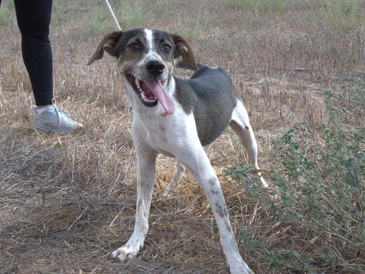 Dodger, male young mixed breed for adoption at Simba Animal Aid Cyprus