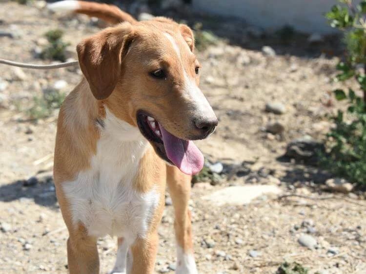 Moana, female young mixed breed for adoption at Simba Animal Aid Cyprus
