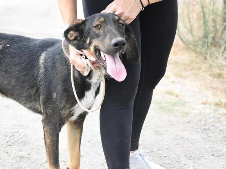 Cosmo/Comet, male young mixed breed for adoption at Simba Animal Aid Cyprus