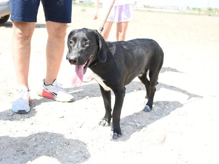 George, male puppy mixed breed for adoption at Simba Animal Aid Cyprus