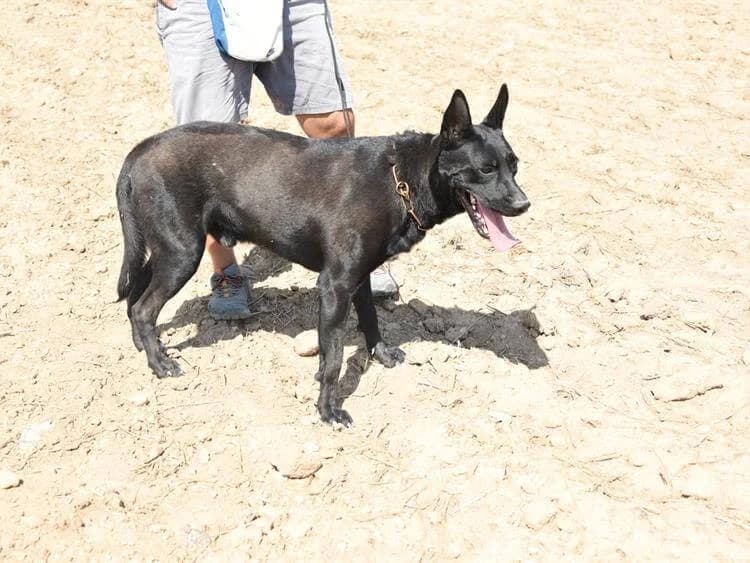 Potjio/Pongo, male young mixed breed for adoption at Simba Animal Aid Cyprus