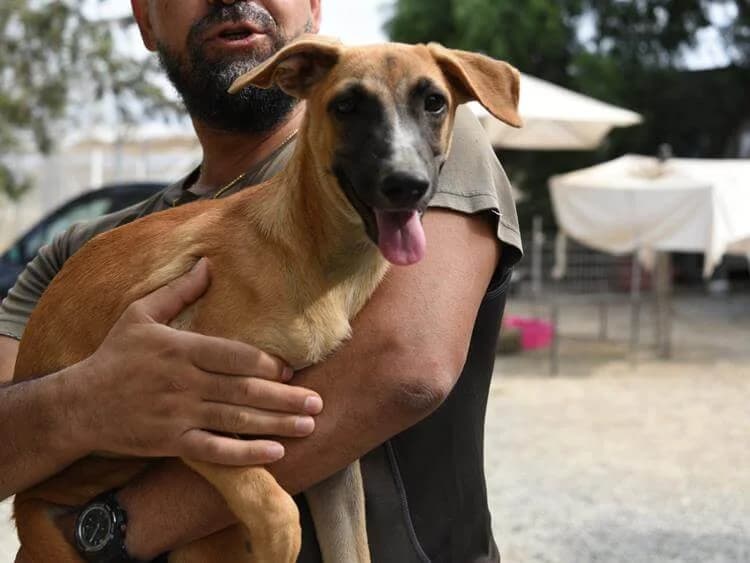 Pascal, male puppy Belgian Malinois for adoption at Simba Animal Aid Cyprus