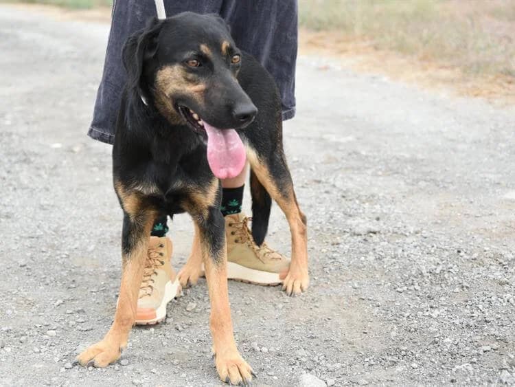 Zuzu, female young mixed breed for adoption at Simba Animal Aid Cyprus