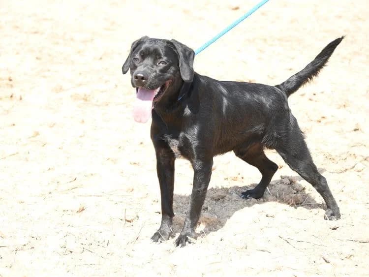 Stitch, male young Labrador Retriever for adoption at Simba Animal Aid Cyprus