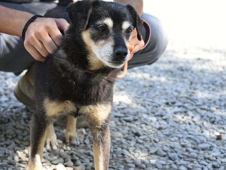 Maxsim, male 7yo mixed breed for adoption at Simba Animal Aid Cyprus