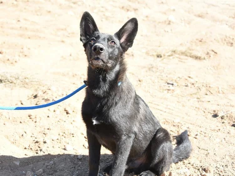 Muzu, male puppy Belgian Malinois for adoption at Simba Animal Aid Cyprus