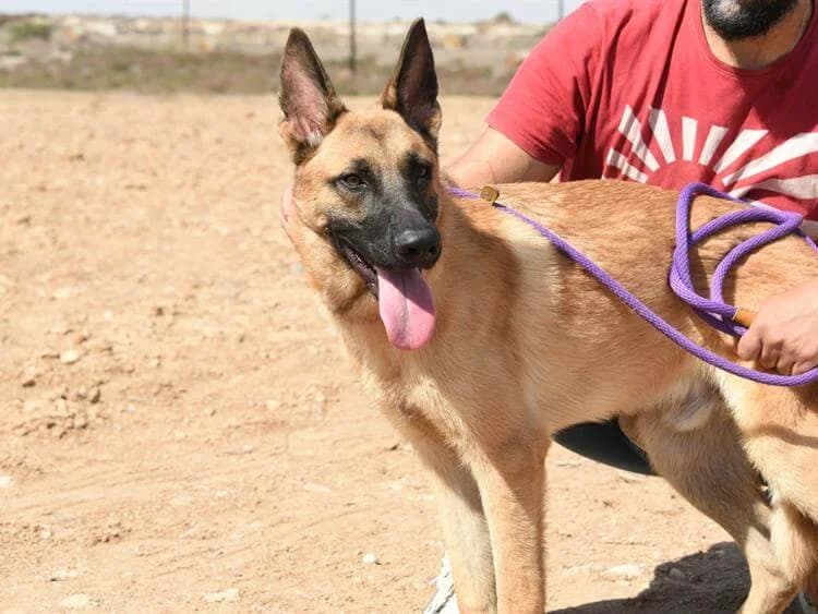 Tito, male puppy Belgian Malinois for adoption at Simba Animal Aid Cyprus