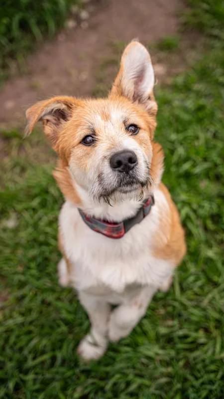 Psi k adopci, hnědo-bílá male young mixed breed for adoption at AniDef Žim, Žim