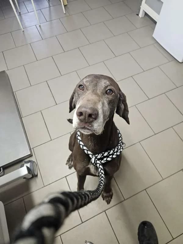 Psi k adopci, hnědý male senior mixed breed for adoption at AniDef Žim, Žim
