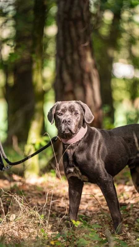 Psi k adopci, šedý male young Cane Corso for adoption at AniDef Žim, Žim