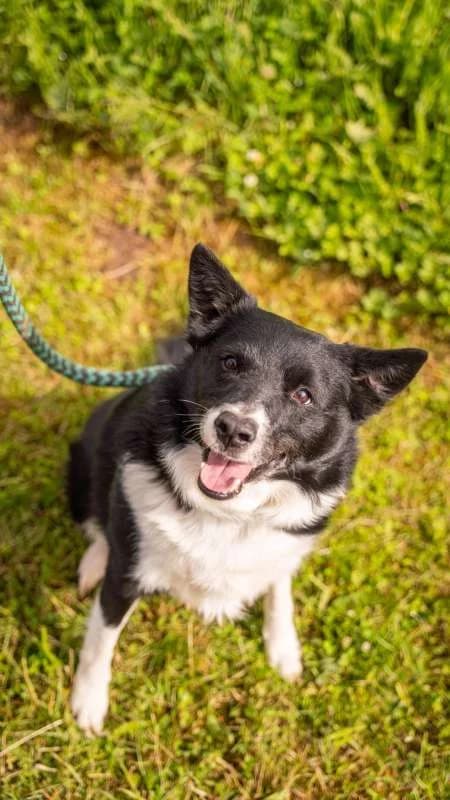 Psi k adopci, černo - bílý male senior Border Collie for adoption at AniDef Žim, Žim