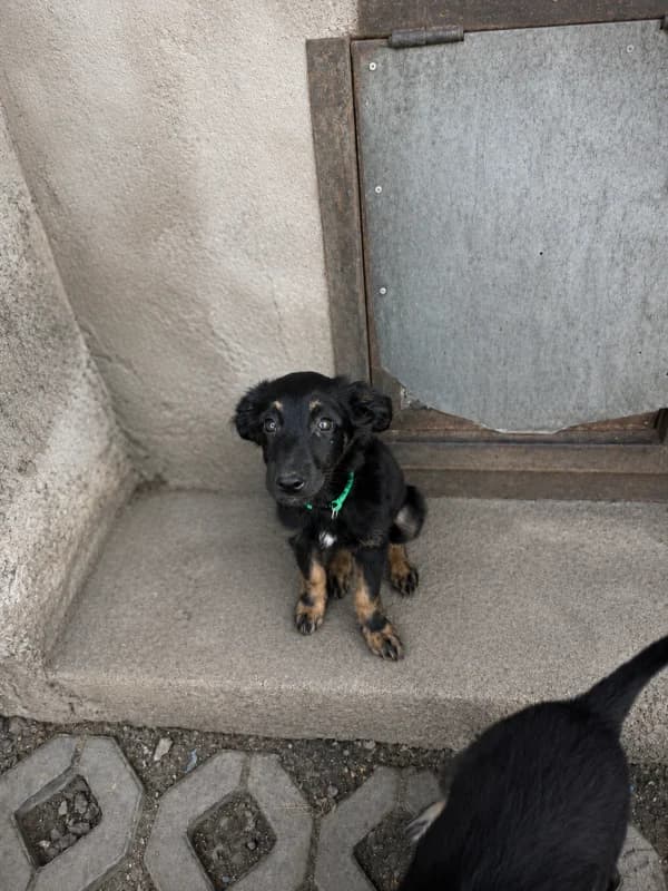 Psi k adopci, černá, hnědé znaky female puppy mixed breed for adoption at AniDef Žim, Žim